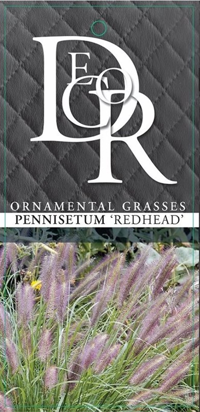 Pennisetum 'Red Head' - C10